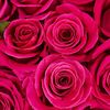 rosipink0