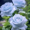 mohamdrayn2