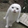 mayyonaisu_