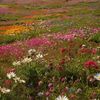 pinkdaisy1234