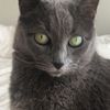 leonticat