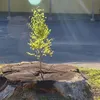 iamvanh_1912