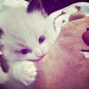 chooowlovly