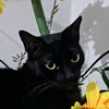 boris.o.gato27
