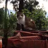 lynxilie