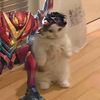goatanubis