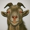 sapi_terbang_perkasa