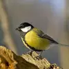 tomtit_0
