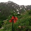 ERTOŞÎ