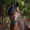 Smooth Moves Ranch