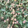 thaooanh261107