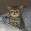 hiba_donu123