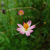 beautifulflower0602