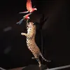 totoskilaci2