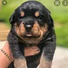 perros_46