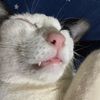 su.ku.meow