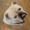 BITA