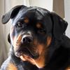 remi_the_rottweiler
