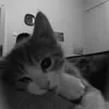 sui.is.here