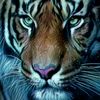 hossam_elhawary