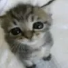 bleedinheartz0