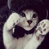 zaa_imuppdancomell