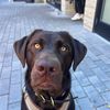 billie_the_lab