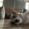 ng_nhu236