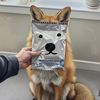 foxfy_nik