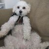 jetsonthedog