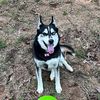 lanier_the_husky