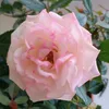 90_abbey_16