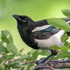 mischiefofmagpies