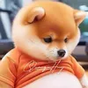 donkfromtemu