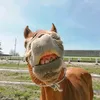 average.equestrian