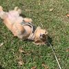 stella_dogo