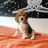 beagleross2022