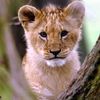 tiger..alotaibi