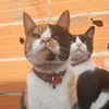 crazycats.5