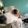 three_follower_andy