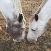 cavalhorse_off