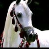 user958131010