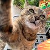 emmathefriendlycat