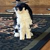 queen_sbaaaaa