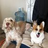 momoandgino