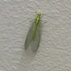 _bigbug_