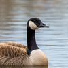 thecanadiangoose2008