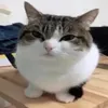 iazzri
