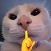beechamchiii
