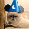 wizerd_cat